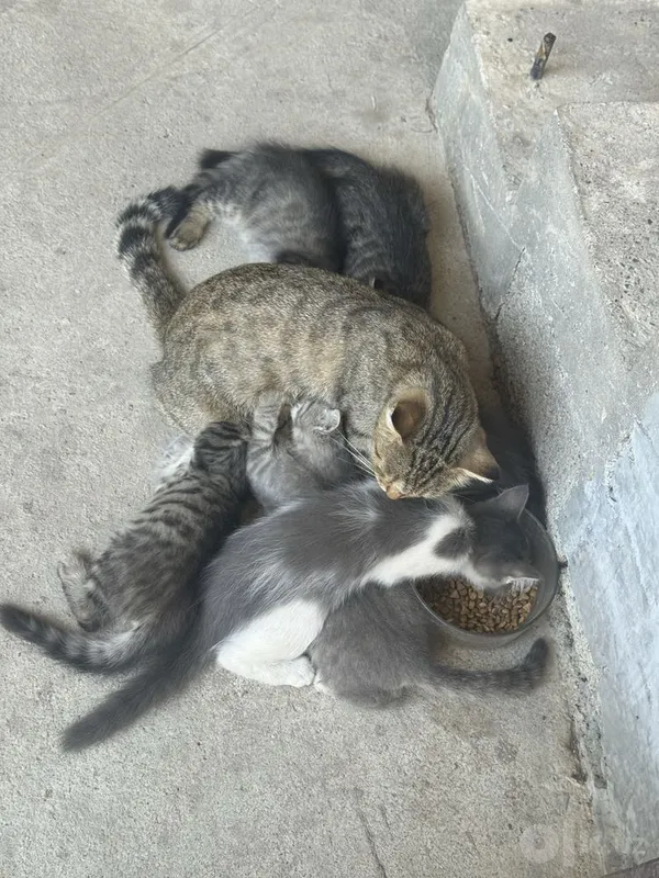 Mushuk 6 ta bolasi bilan 2 Mushuk 6 ta bolasi bilan 2
