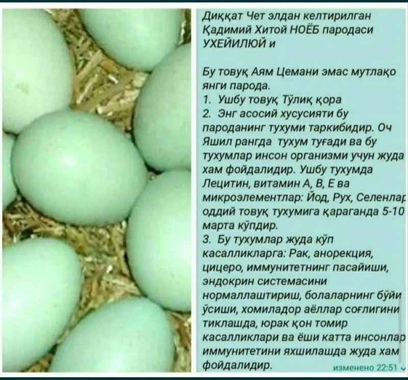 Qora Uxayul, qora bramma, qora jaydari tuxumlari — фото 3