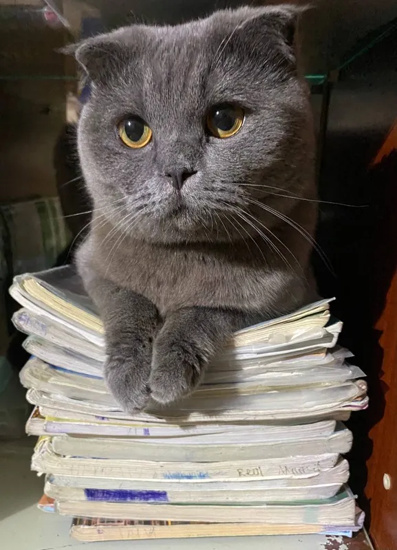 Британский веслоухий кот 4 года 1 Британский веслоухий кот 4 года 1