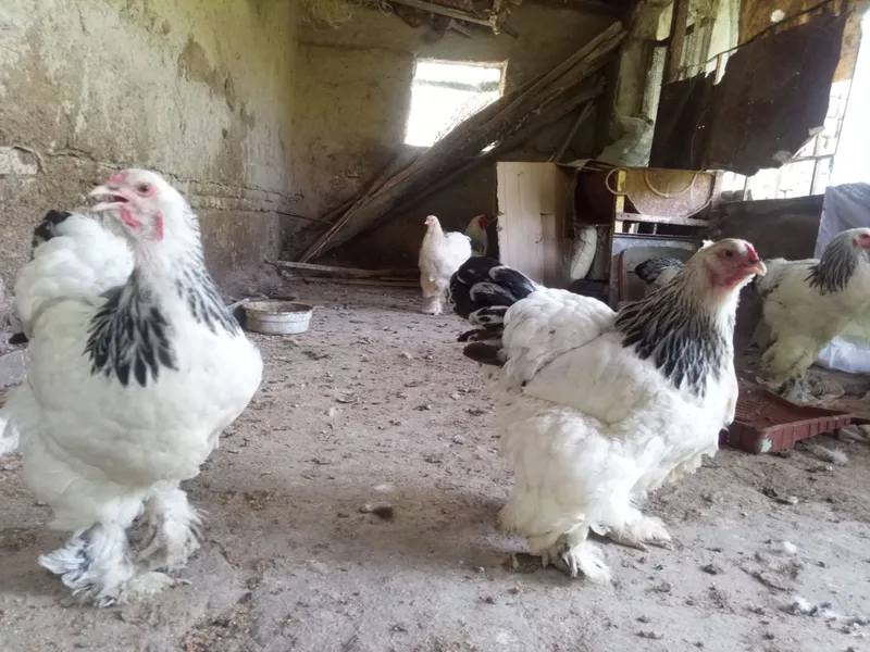 Brama tuxumlari 2 Brama tuxumlari 2