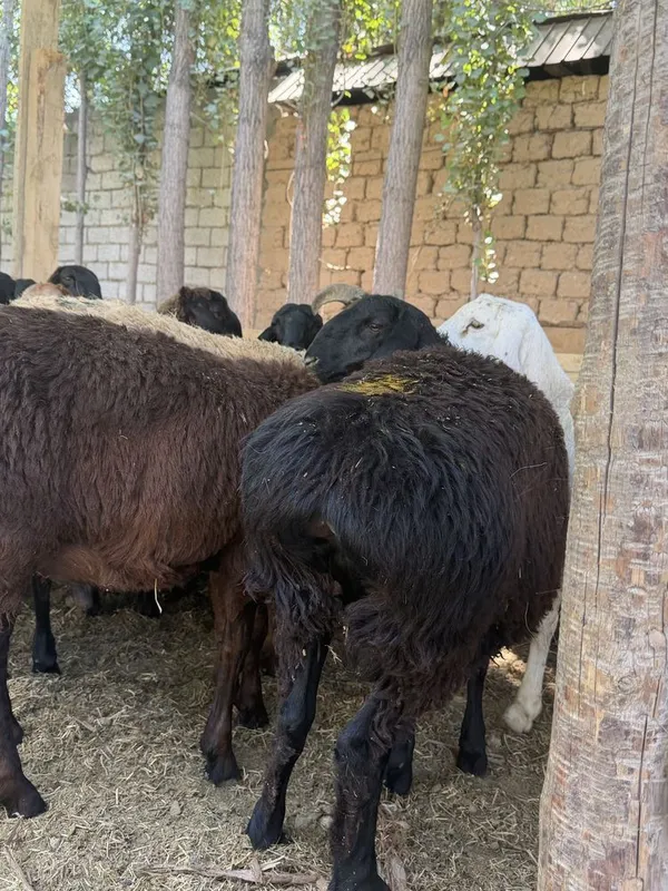 qoyla sotilad son kop narh vopshim arzon ammadan 2 qoyla sotilad son kop narh vopshim arzon ammadan 2