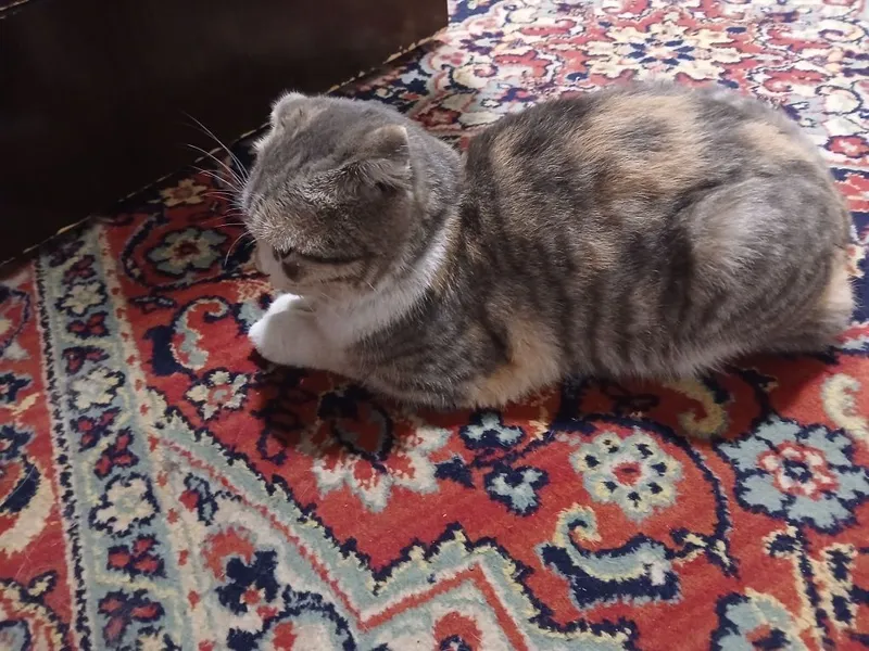 Скоттиш флод киз боласи — фото 2