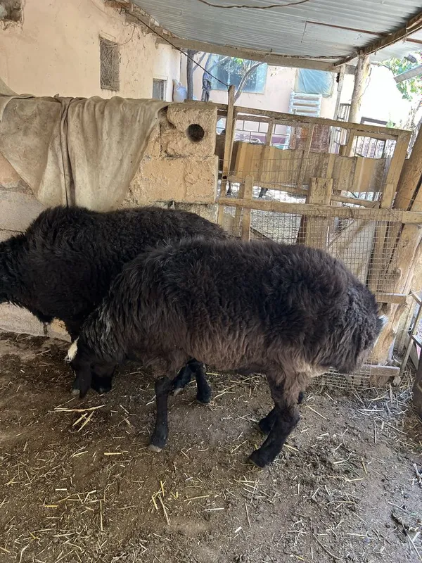 qoʻchqor sotiladi 3 qoʻchqor sotiladi 3
