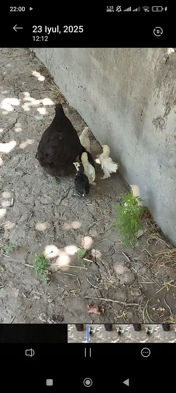 Karlik tovuqchamiz sotiladi 6 ta jujasi bilan birga