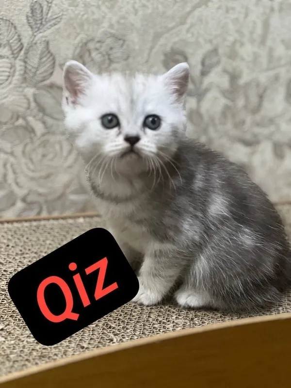 Skotish fold mushukchala скотишфолд котятя 2
