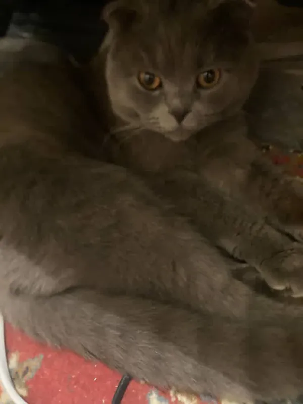 Шотландский вислоухая кошка — фото 2