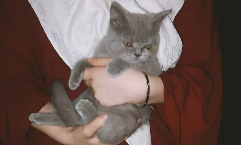Британская короткошёрстная 2
