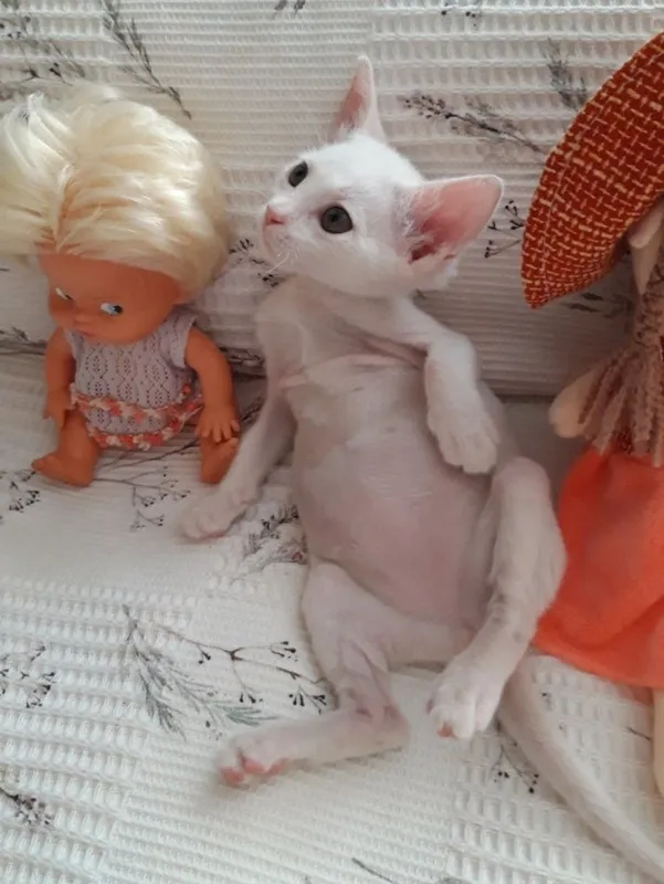 Котёнок в добрые и руки. 3 Котёнок в добрые и руки. 3