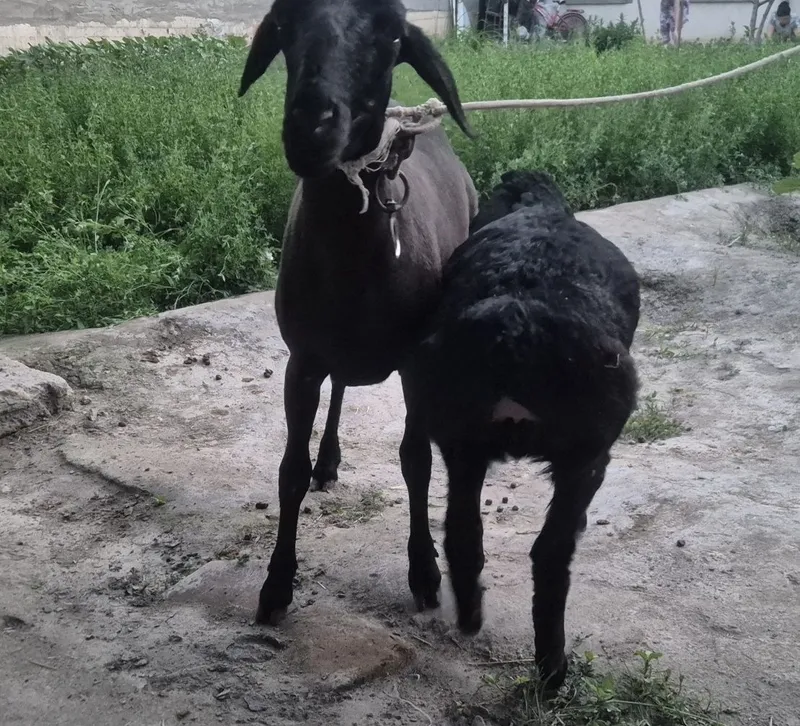 Moda bara sotiladi