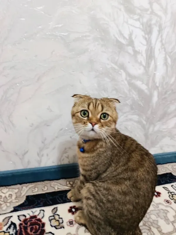 Scottish Fold erkak mushuk sotiladi 1