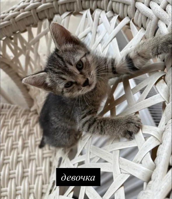 котята в добрые руки — фото 2