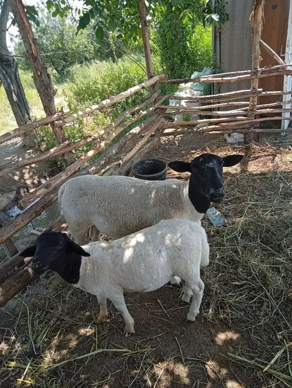 Dopler qoylari sotiladi soglom