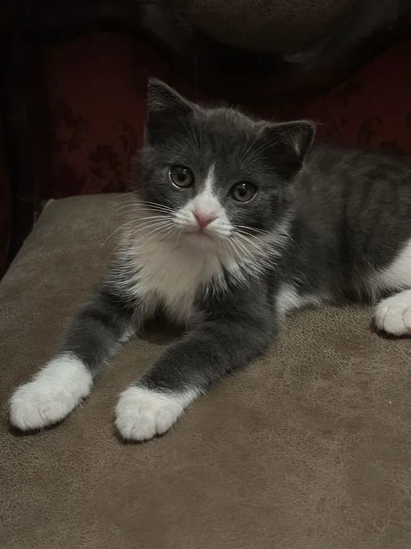 Mushuk sotiladi (American Shorthair 3 оylik ogil awilli soglom — фото 2