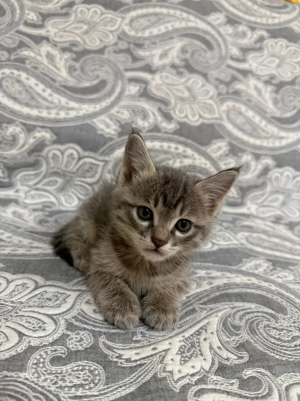 Котенок, отдам в хорошие руки 3