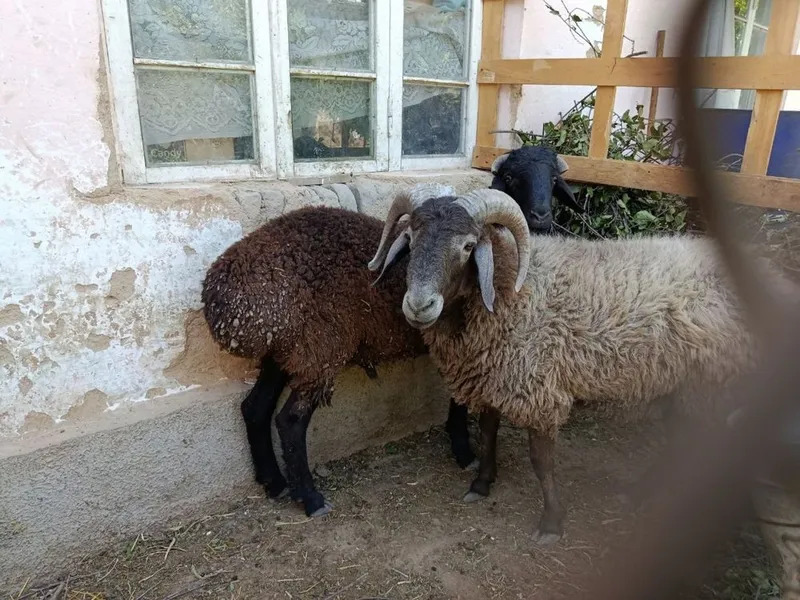 Qo’chqor lar ikkta 1 Qo’chqor lar ikkta 1