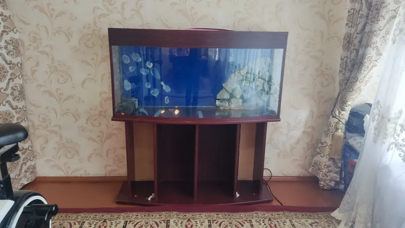 Akvarium holati yaxshi