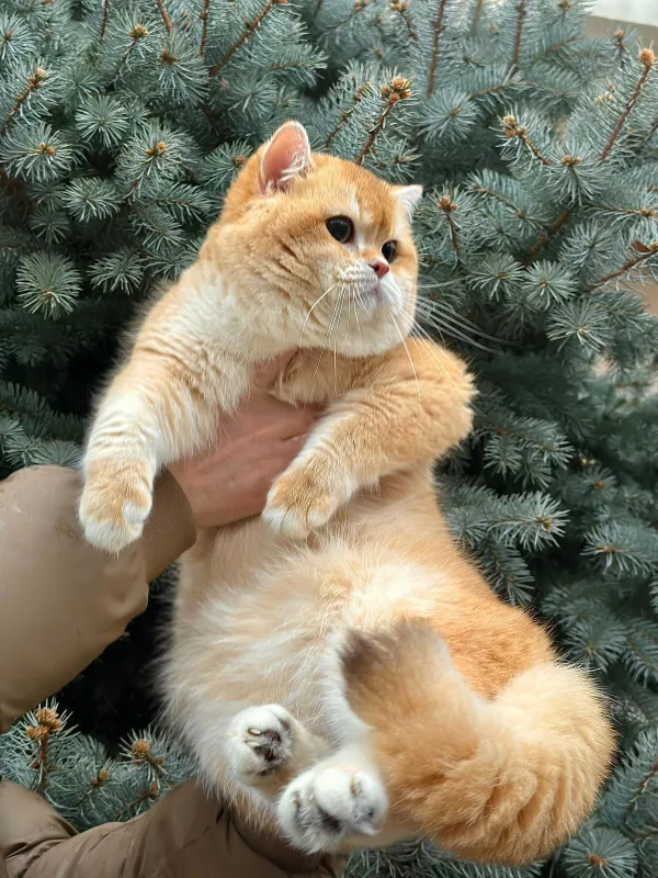 Бритаснский эксклюзив 1 Бритаснский эксклюзив 1