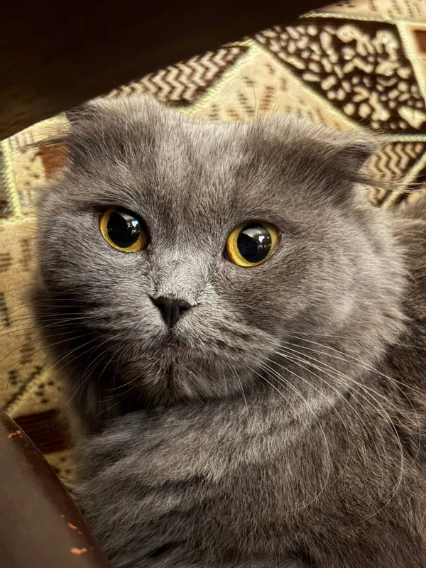 Котёнок,девочки скотиш фолд 1 Котёнок,девочки скотиш фолд 1