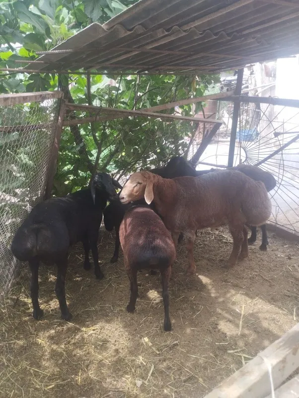 Kata quchqor uruğlika sotiladi srochna yeb ichishi zur