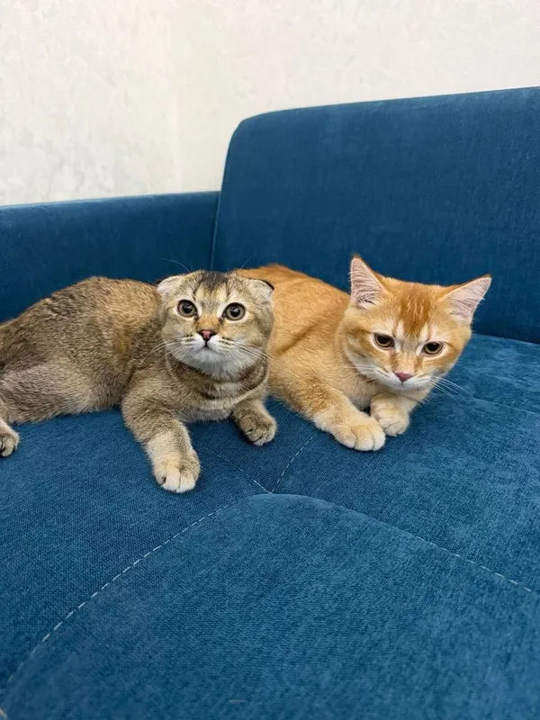 Scottish Fold 120$ Scottish Straight. 100$ 1 Scottish Fold 120$ Scottish Straight. 100$ 1