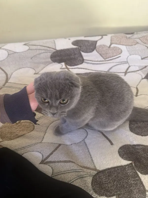 Скоттиш фолд кот 2 Скоттиш фолд кот 2