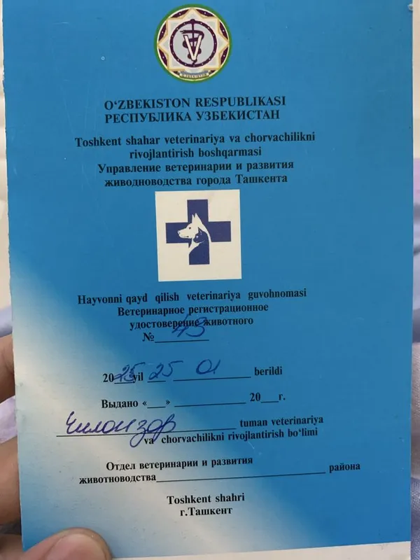 Скотищфолд 3 года Майса — фото 6