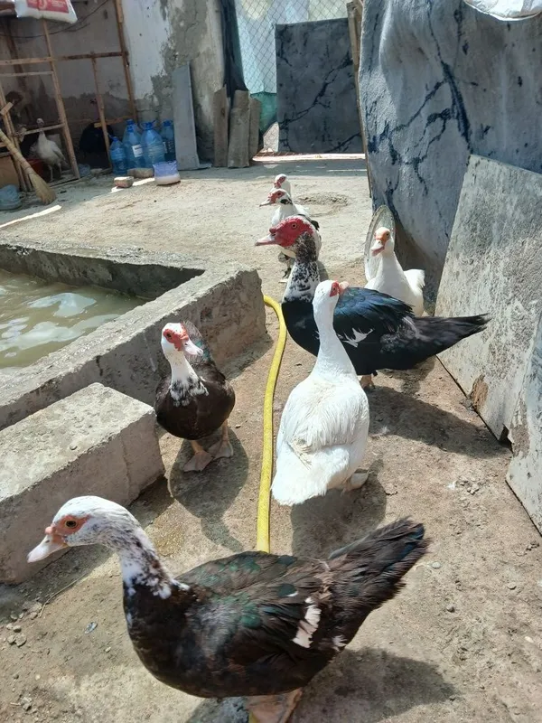 Indautkalar sotiladi donasi 150 ming moda 300 ming nar — фото 4