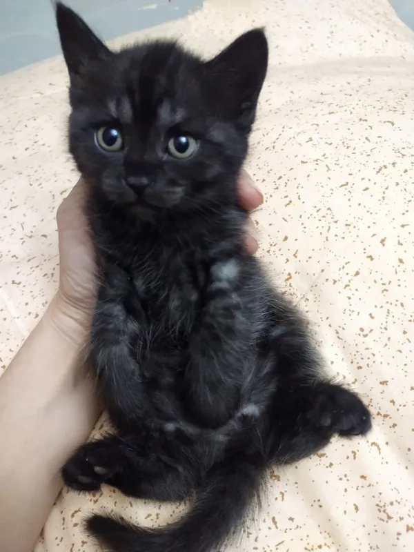 Отдам в дар котят — фото 4