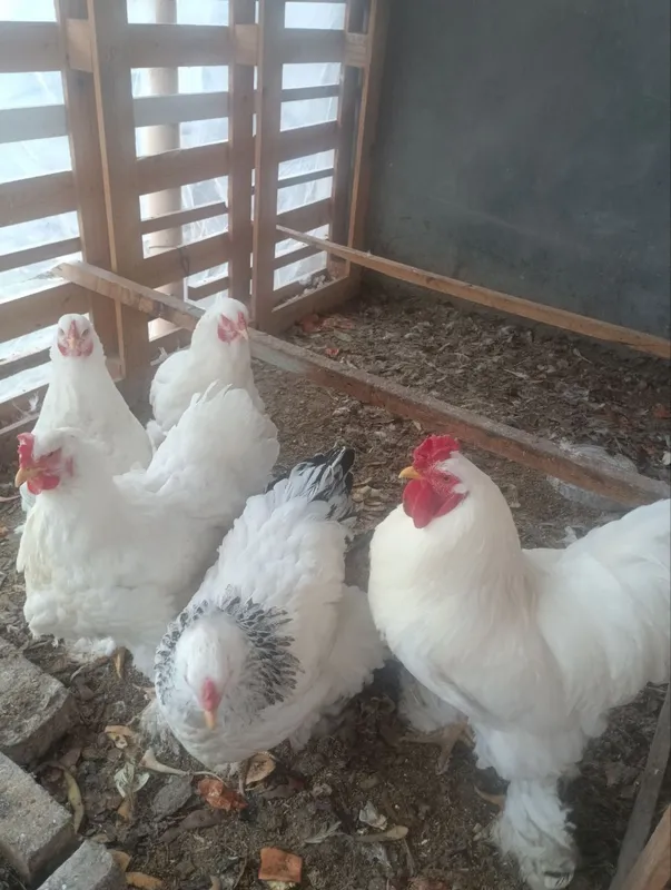 Birama tovuq xorozlari 4 Birama tovuq xorozlari 4
