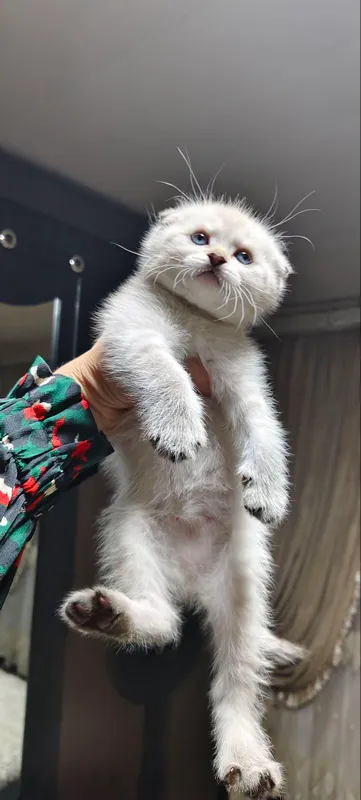 Вязка кот Скоттиш Страйт Хайленд колор Поинт — фото 7