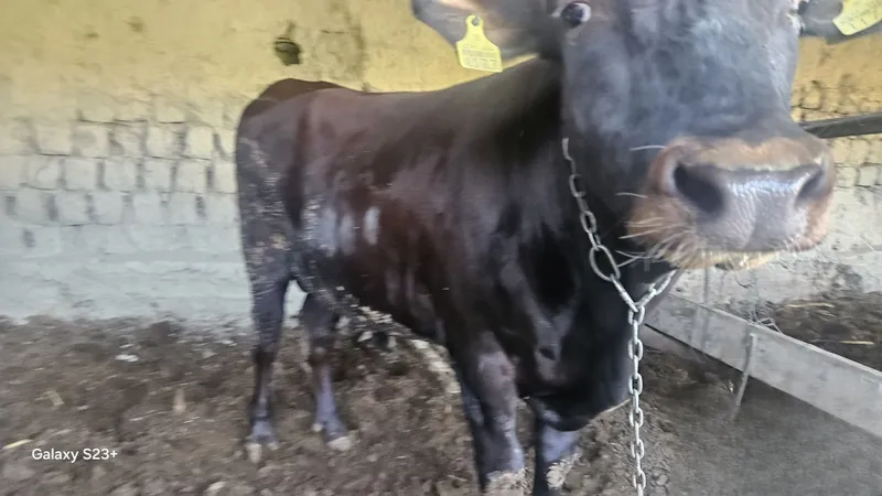 Qizil eston Buqalar 7 Qizil eston Buqalar 7