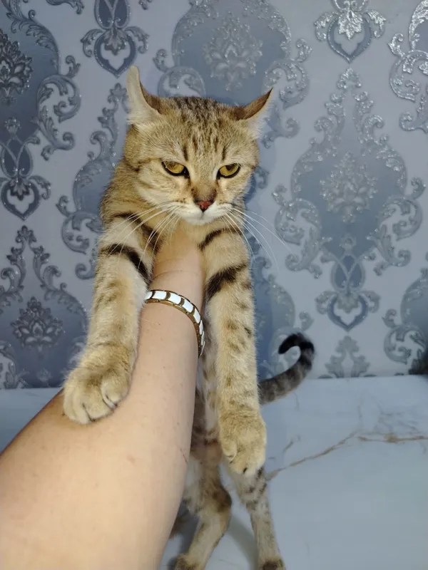 Кошка Шиншилла Продается — фото 2