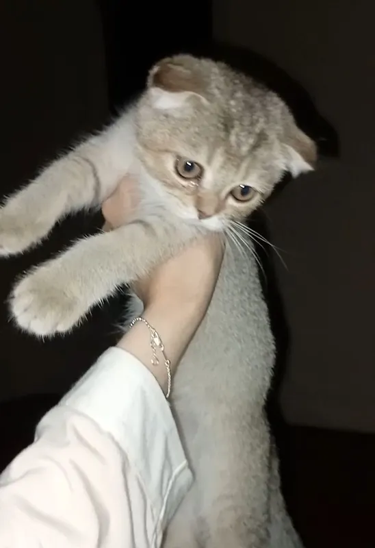Мушук 1 Мушук 1