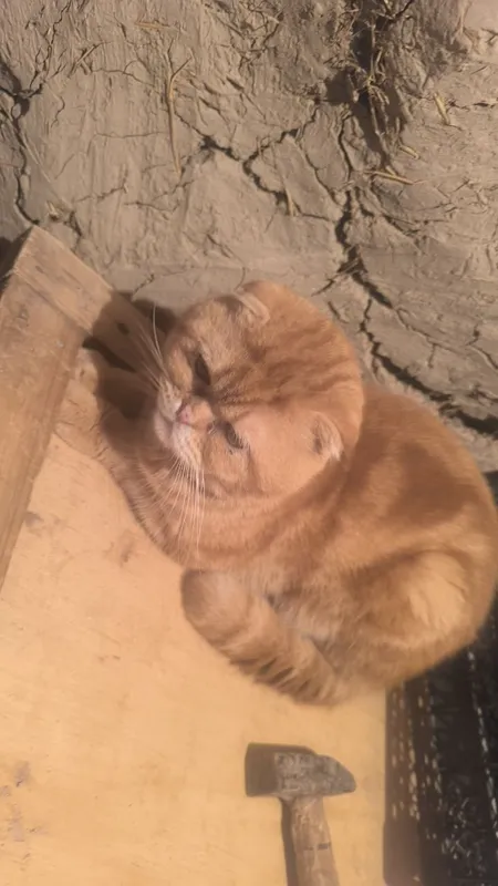 Zottor mushuk erkak sotiladi