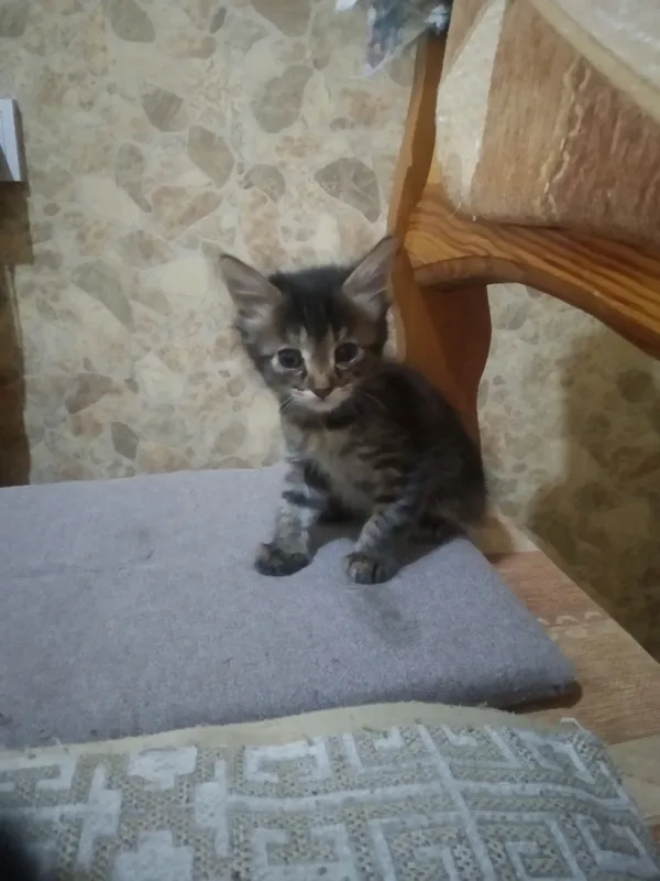 отдаются котята домашние