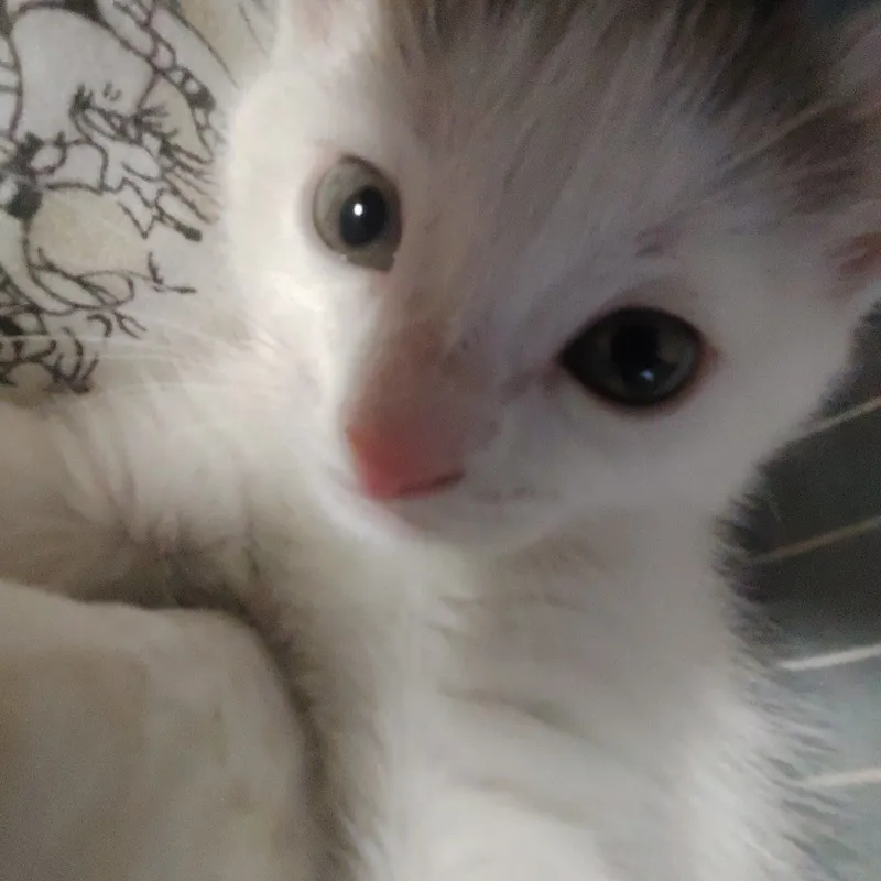 Отдам даром котёнка 2 месяца — фото 1