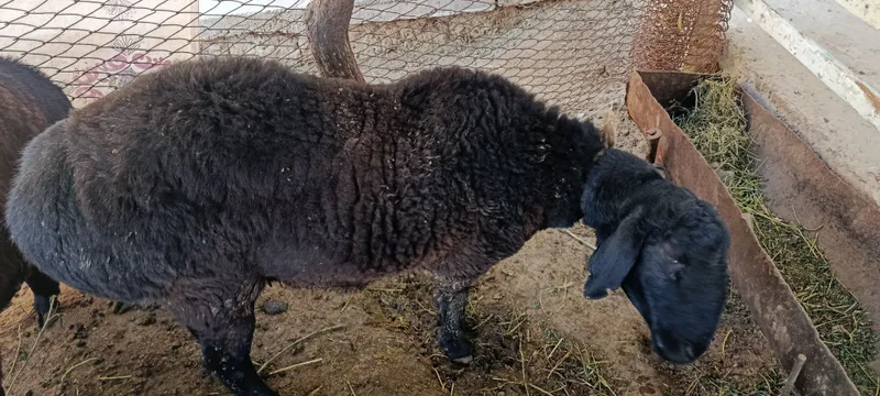 Qõchqor sotiladi