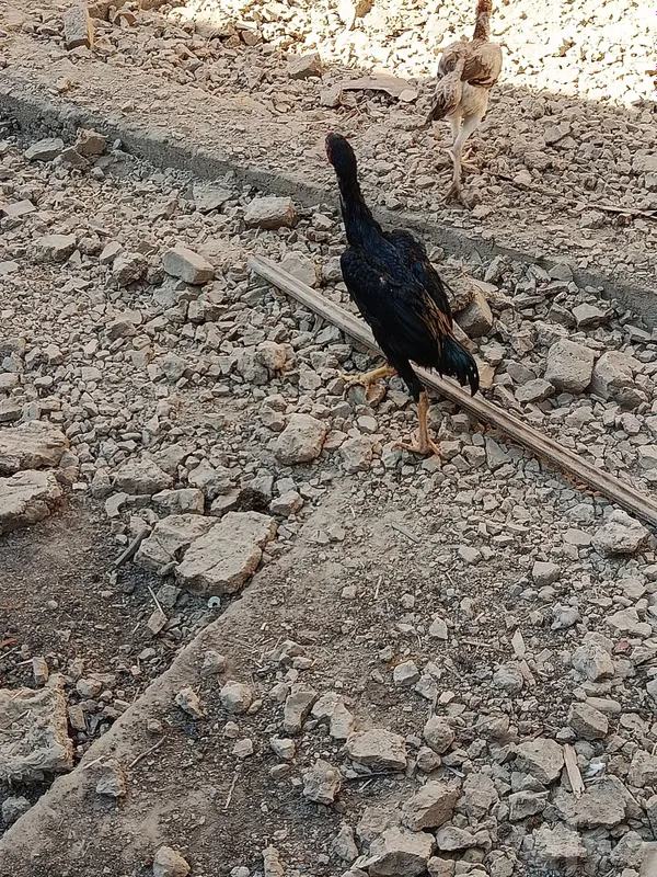 Dakan, boboqi jo'ja 1 Dakan, boboqi jo'ja 1
