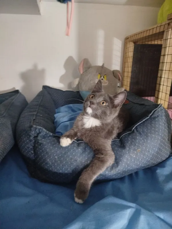 Ищет дом замечательный котик 2