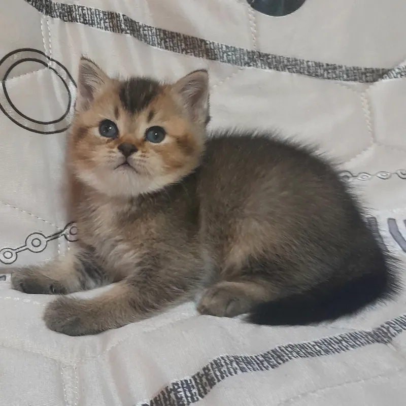 Продаются шикарные котята скотишстрайт,шиншилла. — фото 1
