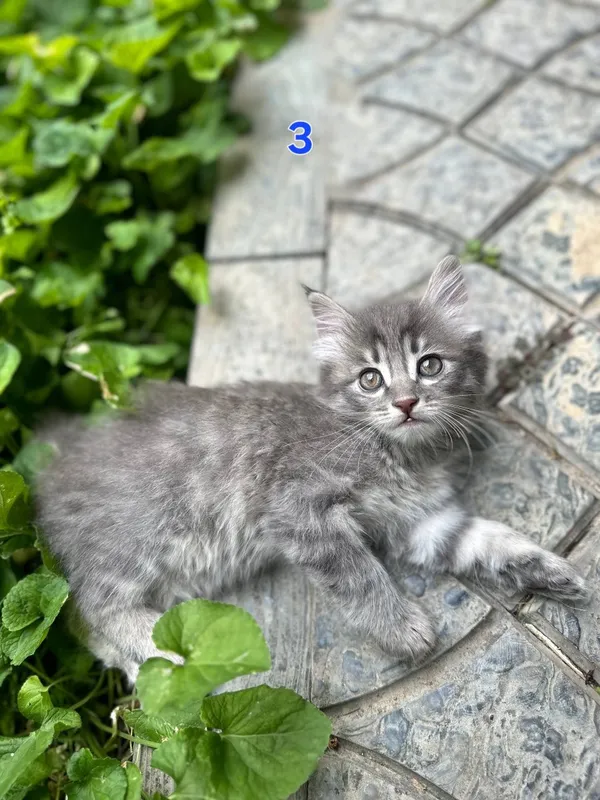 Котёнки 1,5 месячные, мальчики — фото 5
