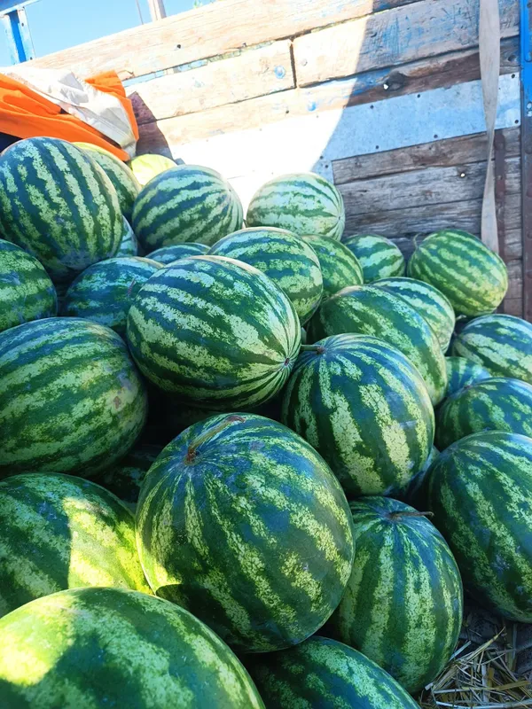 Продается арбуз отдам дешевле 2