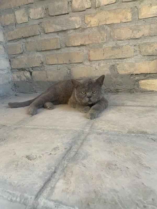 Продается кот породистый любиший хозяйна .Крупный британский кот — фото 1