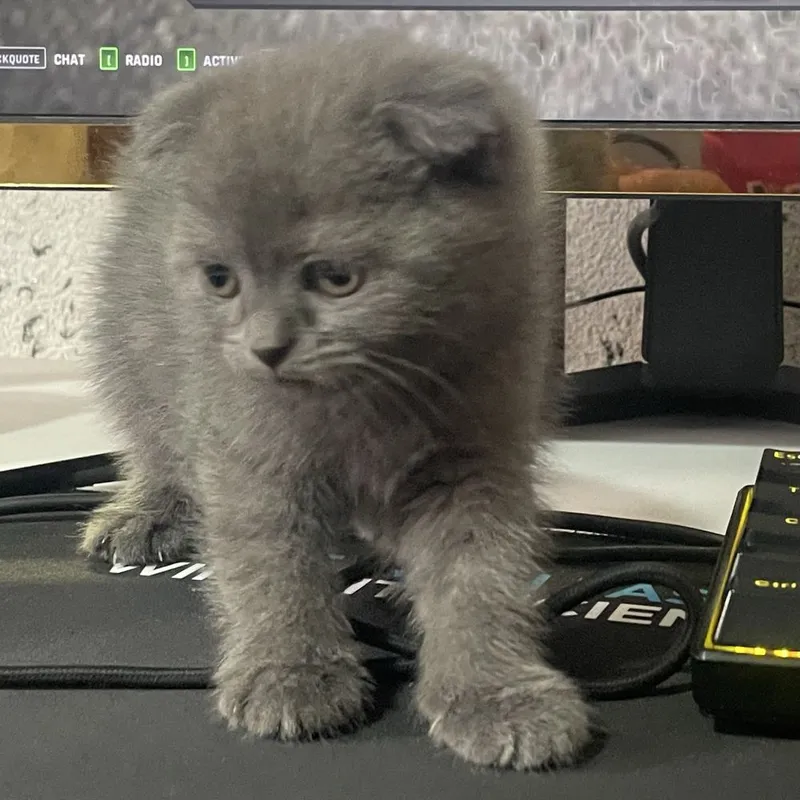 Котёнок Scottish Fold (вислоухий) ищет новый дом 1 Котёнок Scottish Fold (вислоухий) ищет новый дом 1