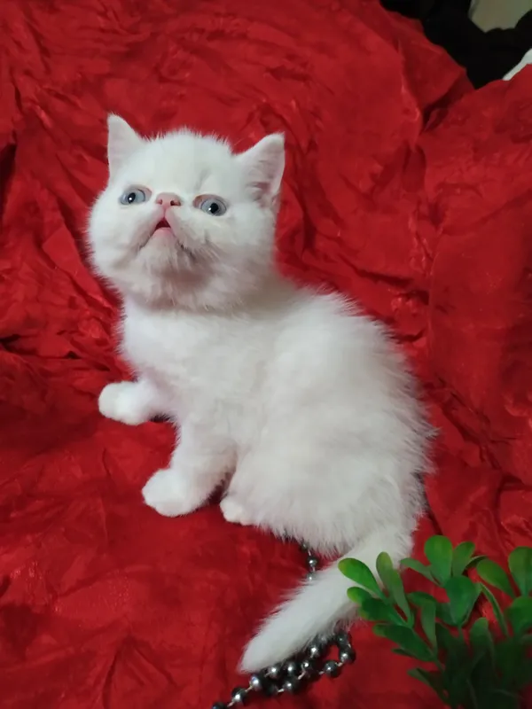 Продам котят породы экзот — фото 1