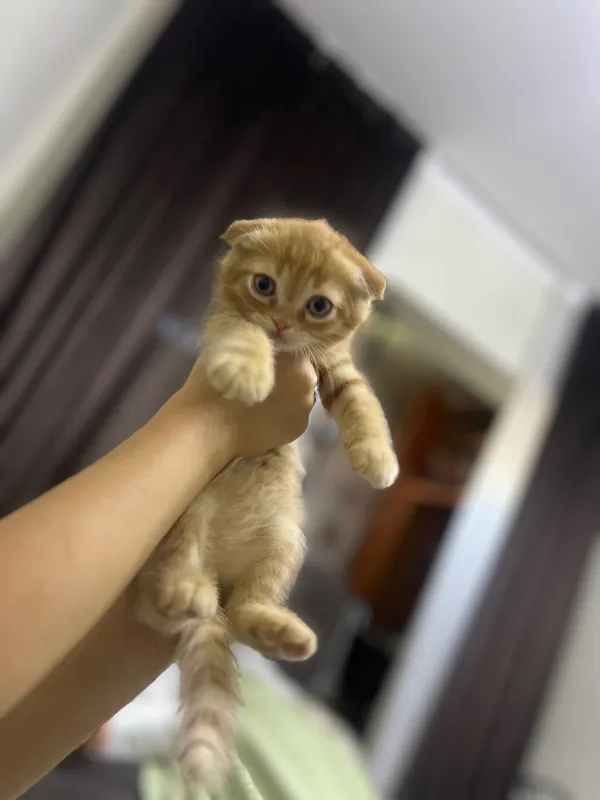 Рыжий вислоухий котенок — фото 2