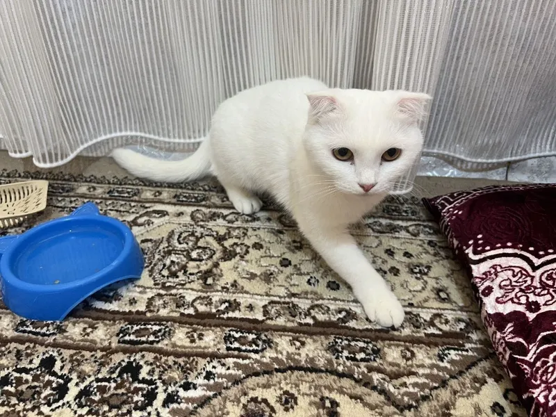 Sotiladi — Scottish Fold qizaloq! 1 Sotiladi — Scottish Fold qizaloq! 1