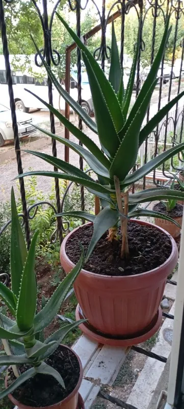 Aloe guli , Алое гули 5 Aloe guli , Алое гули 5