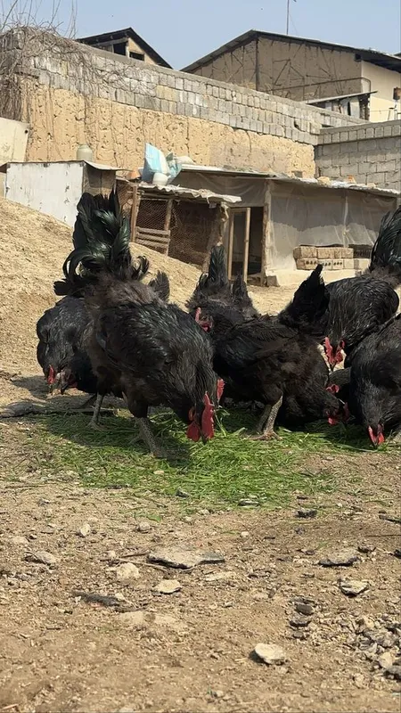 Qora shaxzoda tuxumlariga zakaz olamiz 1