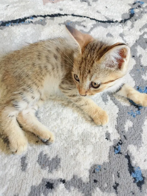 Котёнка отдам в подарок в добрые руки 2 Котёнка отдам в подарок в добрые руки 2